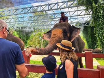 kuala-gandah-elephant-sanctuary-tour---(sic---join-in-tour)