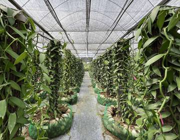 the-vanilla-village-by-kairos