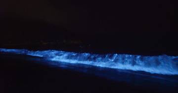 blue-tears-experience-with-boat-cruise-at-kuala-selangor