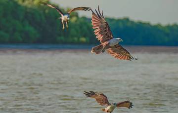 eagle-feeding,-fireflies-&-blue-tears-experience-in-kuala-selangor