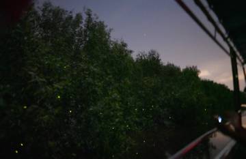 fireflies-boat-cruise-experience-in-kuala-selangor