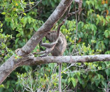 klias-river-cruise-day-tour