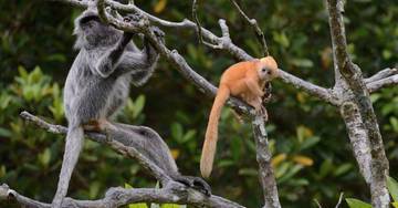 klias-river-proboscis-monkey-&-fireflies-cruise-(fully-guided-tour)