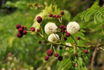 panti-rainforest-awakening-from-desaru-johor---share-tour-option