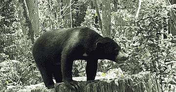 full-day-sepilok-orang-utan,-labuk-bay-proboscis-monkey-sanctuary,-sun-bear-tour-+-rdc-(lunch)