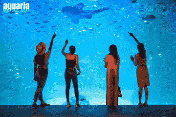 aquaria-phuket---non-thai-resident