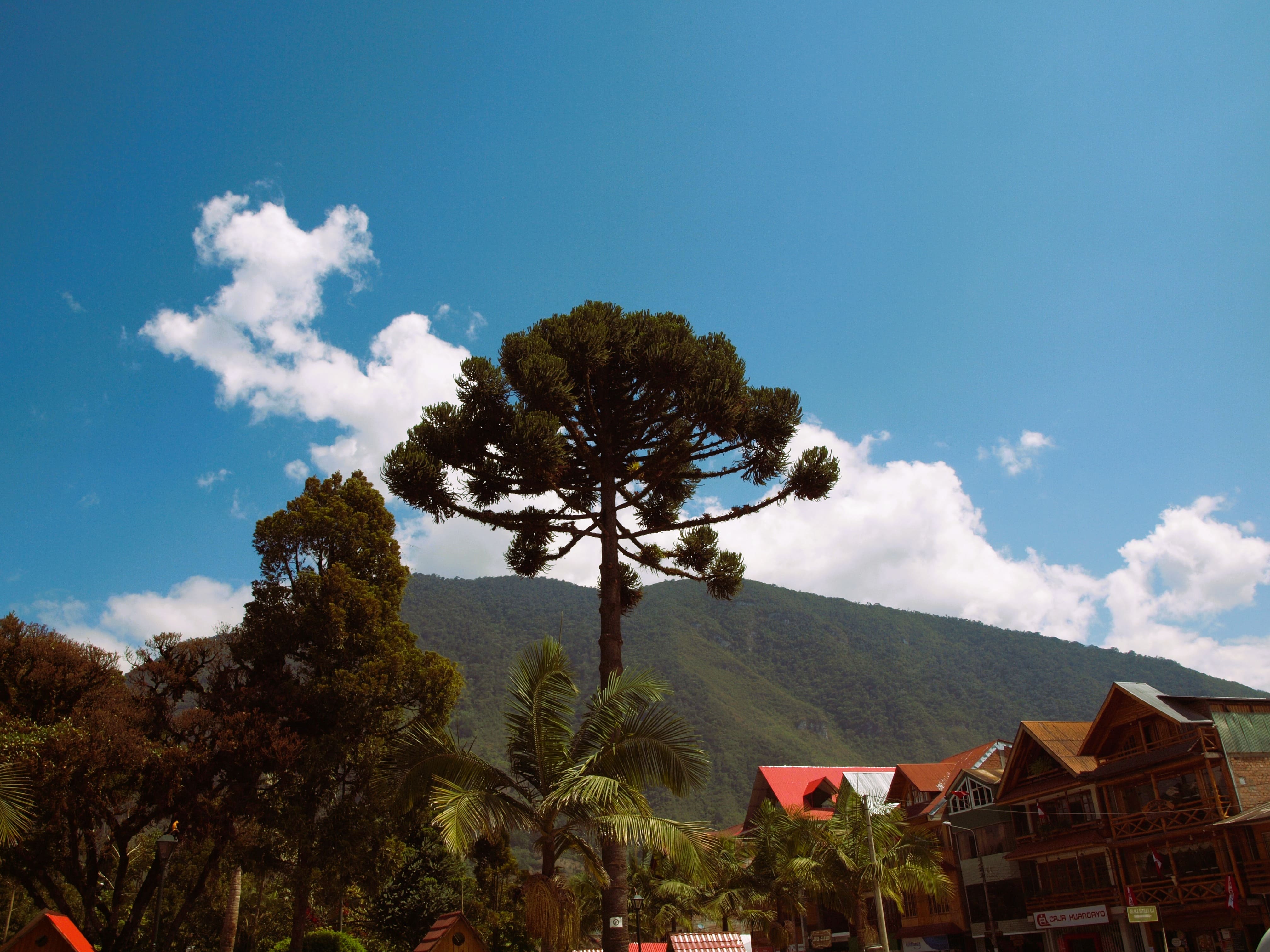 Oxapampa